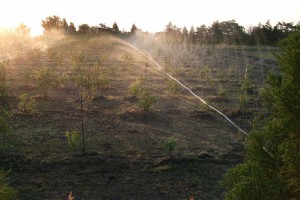 ブルーベリーは乾燥に弱いので、好天が続くと散水が必要