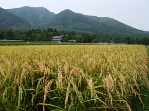 刈り取る前の稲「ヒトメボレ」　　※今朝撮影