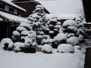 庭木も綿帽子かぶる